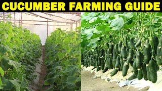 Cucumber Farming / Cucumber Cultivation | How To Grow Cucumber | PLANTING, GROWING, AND HARVESTING
