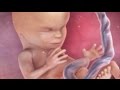 Inside Pregnancy: Weeks 10 - 14 | BabyCenter Inside Pregnancy: Weeks 10 - 14 | BabyCenter