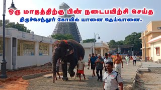 🐘 ஒரு மாதத்திற்கு பின் நடைபயிற்சி செய்த திருச்செந்தூர் முருகன் கோயில் யானை தெய்வானை.