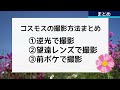 【初心者】失敗しない！コスモスの写真の撮影方法3選を紹介します！