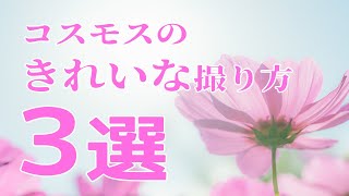 【初心者】失敗しない！コスモスの写真の撮影方法3選を紹介します！