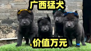 广西地区高贵猛犬，五黑犬为何卖出万元高价