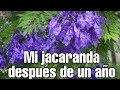 MI JACARANDA DESPUÉS DE UN AÑO | POR QUE  MI JACARANDA NO FLORECE?