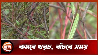 ফরিদপুরে উৎপাদন করা হলো নতুন জাতের পাট বীজ | Channel 24