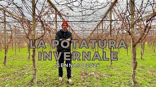 La POTATURA INVERNALE del vigneto al 3º anno! 🍇