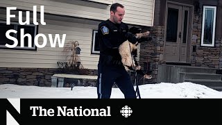 CBC News: The National | Makeshift slaughterhouse and black market meat