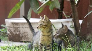 母猫の元へ集まる、ごろ黒子猫たち kitten and mother 【4K】