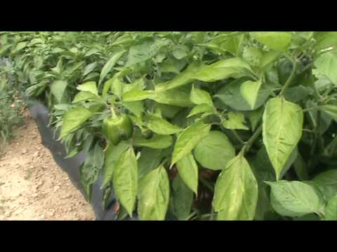 Green Peppers And Drip Irrigation Tube Youtube