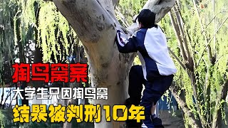 農村大學生掏鳥窩被捕，16只鳥獲刑10年，究竟是重判還是咎由自取 #案件 #探案 #懸案 #懸疑 #案件解說