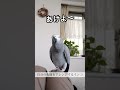 自分の名前をアレンジするインコ【お喋りインコ】 shorts ヨウム めいちゃん おしゃべりインコ インコ 鳥 アレンジ