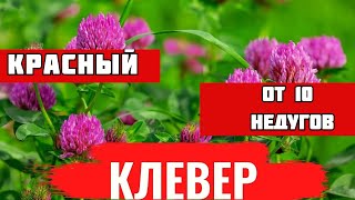 КЛЕВЕР   от 10 болезней.  Полезные  свойства  данного   растения SUB / ENG