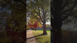 Fall at UIUC! 🍁🍂😍