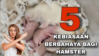 AWAS  BAHAYA ‼️ JANGAN LAKUKAN 5 HAL INI KEPADA HAMSTER