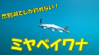 北海道の然別湖にしか生息しない貴重な魚”ミヤベイワナ”を釣りたかった！