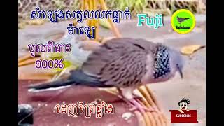 សំឡេងសត្វលលកម៉ាឡេ បូលពិរោះនិងមានប្រសិទ្ធភាពខ្ពស់#terkukurss