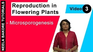 Reproduction in Flowering Plants | NEET | Microsporogenesis  | Neela Bakore Tutorials