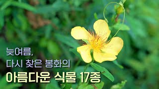 EP.17 | 여름 끝자락, 다시 봉화를 찾았습니다
