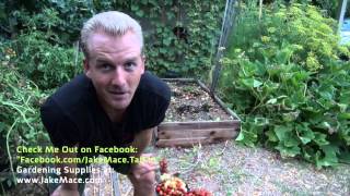 How to Garden in a Raised Bed - Amazing Garden