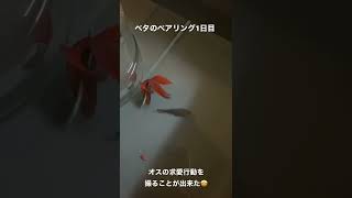 【ベタの繁殖】ベタのペアリング1日目