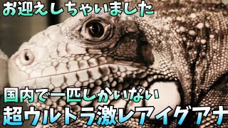 国内で一匹しかいません‼️カーティンガイグアナGET‼️