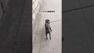 ルーニーくんとサイクリング #shorts #pug #パグ #黒パグ