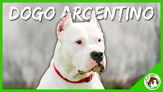 Uncovering the Secrets of the Dogo Argentino: What You Need to Know!