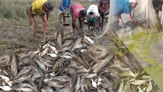 শীতের শেষে নদী থেকে টেংরা মাছ ধরার পদ্ধতি||শীতের শেষ নদী থেকে এত পরিমাণ টেংরা গুলশা মাছ আগে কখনো