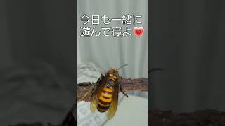 オオスズメバチの女王様と戯れてみた😆#オオスズメバチ女王バチ。🎤ぶんぶん🐝※2023年2月9日(木)撮影🎥🎤