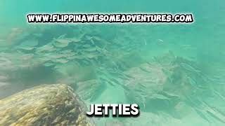 Best Snorkeling and Dolphin Tour in Panama City Beach