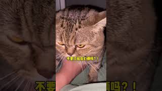 #猫咪 #一只肥七七