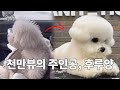 SUB] I GROOMED SPEAKING DOG 'HURU' GOT 16M VIEWS FROM THE INSTAGRAM