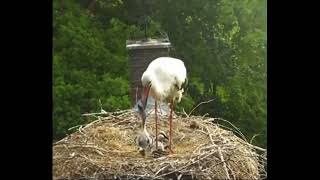 White Stork Chick #4 becomes too much for parent to care for, time to go.