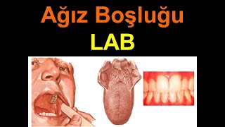 Ağız Boşluğu LAB