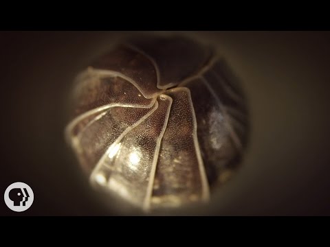 Do pill bugs really taste like shrimp?