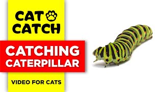 CAT GAMES || CATCH A CATERPILLAR  | VIDEOS FOR CATS TO WATCH