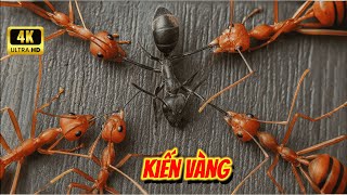 Kiến Vàng | Khám Phá Thế Giới Loài Kiến Thông Minh | Thế Giới Hoang Dã