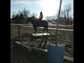 man climbs horse statue. other person yells at him to get down