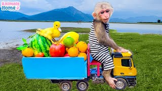 BiBi takes her ducklings to pick fruit at the farm