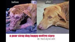 legend (stray dog) inhealth to health(malayalam) how cure journey| every pet lovers must watch|skind