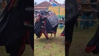 BANTENG PUTRA TUNGGAL JABUNG MALANG MBEROT #shorts #bantengan #kalapan #shortvideo