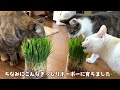 猫草、水耕栽培はじめました🌱