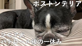 シニア犬15歳の一休み【ボストンテリア】