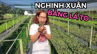 NGHINH XUÂN BẢNG LÁ TO, CÂY GIỐNG 25 NGÀN - 079 5757 000