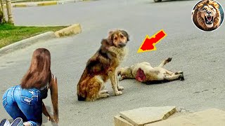 Animals That Asked People for Help & Kindness! #42 | D-Animal Grow Up