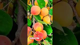 Apricot Fruit #garden # #reels #apricots #apple