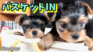 まるみえちゃん朝のお掃除【ヨークシャーテリア専門犬舎チャオカーネ】