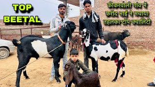 कीकरवाली गांव में फ़रीद भाई ने मचाया तहलका टॉप क्वालिटी @farmingbaba Top quality beetal goat farming