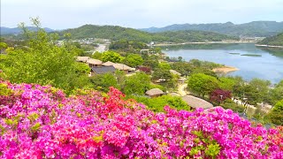 [4k] 철쭉 핀 문의마을 대청호 청주 Lakeside folk village with azaleas Slow walking Korea