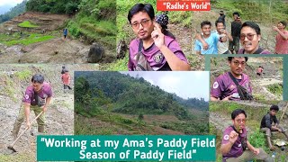 How paddy field is prepared || Working at my Ama's Paddy Field || Grow your own Rice, paddy season.