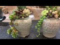 miniature succulent arrangements